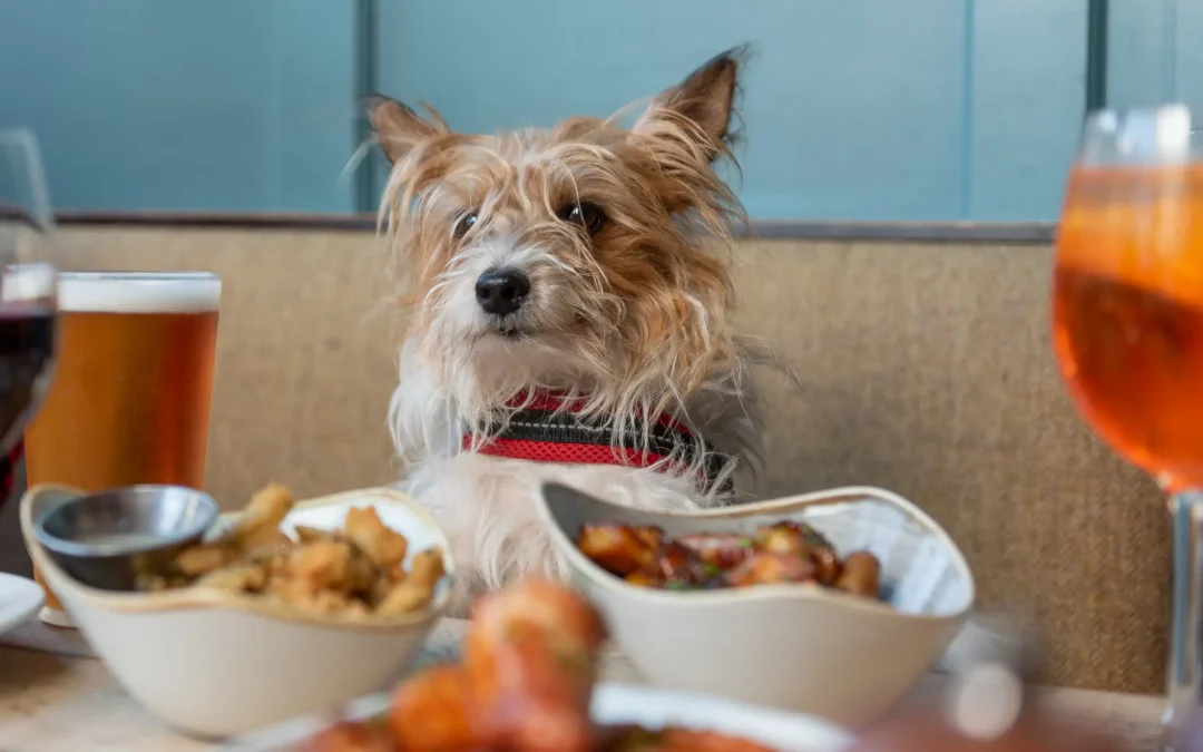 Dog Friendly Pub in Wanstead – The Bull